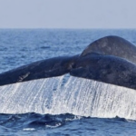 Whale tour
