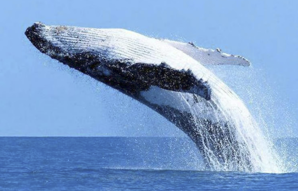 Whale tour