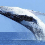 Whale tour