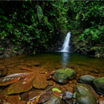 Tour Rainforest trip