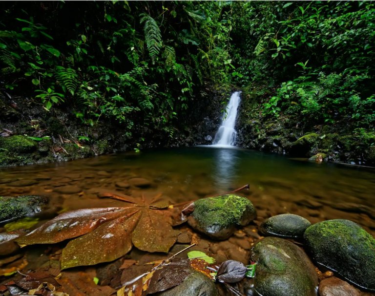 Tour Rainforest trip