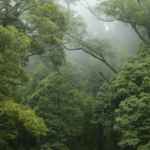 Tour Rainforest trip