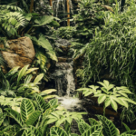 Tour Rainforest trip