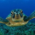 Water tour Turtle