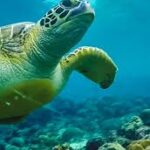 Water tour Turtle