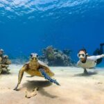 Water tour Turtle